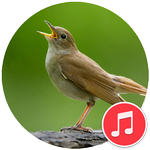 Nightingale Bird icon