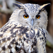 Owl Sounds icon