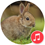 Rabbit Call Sounds