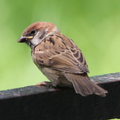 Sparrow Bird âm thanh