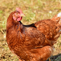 Beternak Ayam