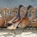 Cara Ternak Bebek