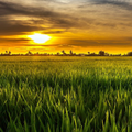 ”Live Wallpaper Nature