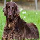 German Longhaired pointers APK