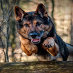 german shepherd biểu tượng