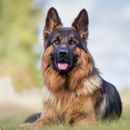 APK German Shepherd Wallpaper