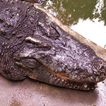 Crocodile Farm En Thaïlande