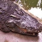 Krokodilfarm in Thailand Puzzl Zeichen
