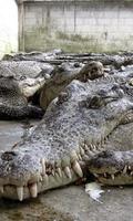 Crocodile Farm En Thaïlande Affiche