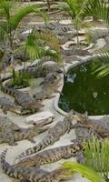 Krokodilfarm in Thailand Puzzl Screenshot 1