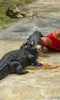 Crocodile Farm Di Thailand screenshot 2