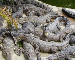 Crocodile Farm Di Thailand screenshot 3