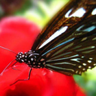 Mariposa Garganta de Hainan icono