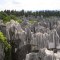 Stone Forest Of Madagascar
