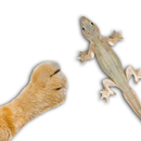 For cat - catch the Lizard APK