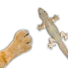 For cat - catch the Lizard icône