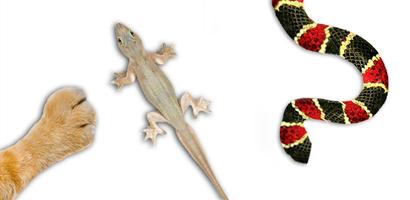 For cat - catch the Lizard screenshot 2