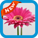 Gerberas Wallpaper APK