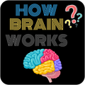 How Brain Works
