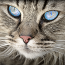 Animals Puzzles APK