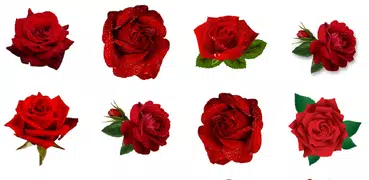 WAStickerApps - 🌹 Flowers Roses Stickers