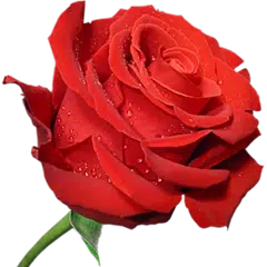 download WAStickerApps - 🌹 Flowers Roses Stickers APK