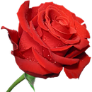 WAStickerApps - 🌹 Flowers Roses Stickers APK