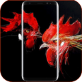 Chicken Wallpapers