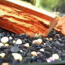 Ghost Shrimp Care Guide APK