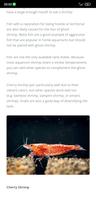 Ghost Shrimp Care Guide screenshot 3