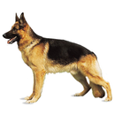 Dog Breeds APK