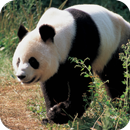 Giant Panda HD Wallpaper APK