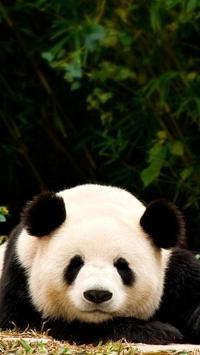 Giant Panda Hd Wallpaper For Android Apk Download Pattern, textures, funny, cute, 4k ultra hd background, pandas. giant panda hd wallpaper for android