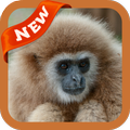 Gibbon Wallpaper