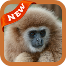 Gibbon Wallpaper APK