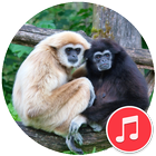 Gibbon Monkey Sounds icône