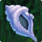 Magic Conch ícone