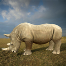 Famille de rhinocéros sauvages APK