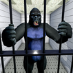 prisão da cidade dos gorilas