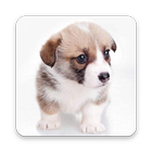 WeChat Lovely Dogs GIF Emoji Zeichen