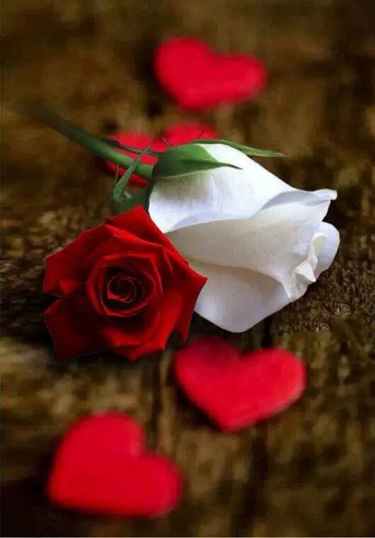 Flowers Gifs And Roses Live Wallpapers APK for Android Download Flowers Gifs And Roses Live Wallpapers APK for Android Download