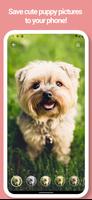 Puppy, Dog Wallpapers - Pictur screenshot 1