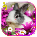 APK Bunnies Cute live wallpaper