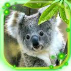Bear Koala Live Wallpaper icon