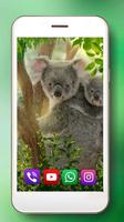 Bear Koala Live Wallpaper screenshot 1
