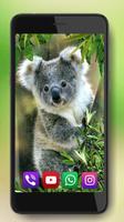 Bear Koala Live Wallpaper screenshot 2