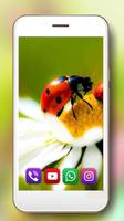 Camomiles LWP স্ক্রিনশট 3