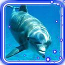 Dolphins Voice APK