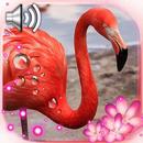 Flamingo Pink Live Wallpaper APK