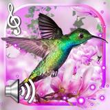 ikon Hummingbirds Sounds